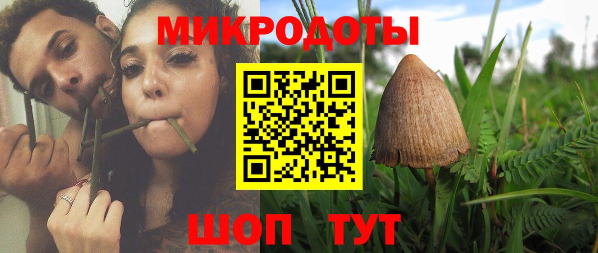 Галлюциногенные грибы Psilocybe Нальчик